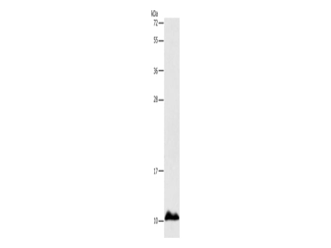 APOC1 Polyclonal Antibody Store at -20°C - MSE Supplies LLC