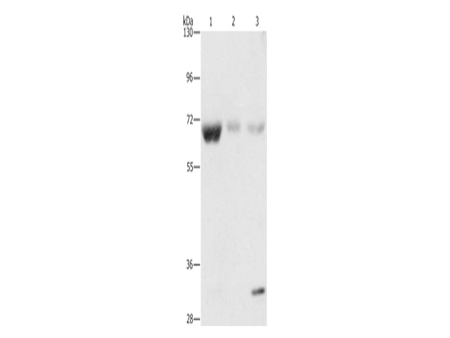 NAE1 Polyclonal Antibody Store at -20°C - MSE Supplies LLC