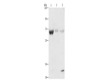 NAE1 Polyclonal Antibody Store at -20°C - MSE Supplies LLC