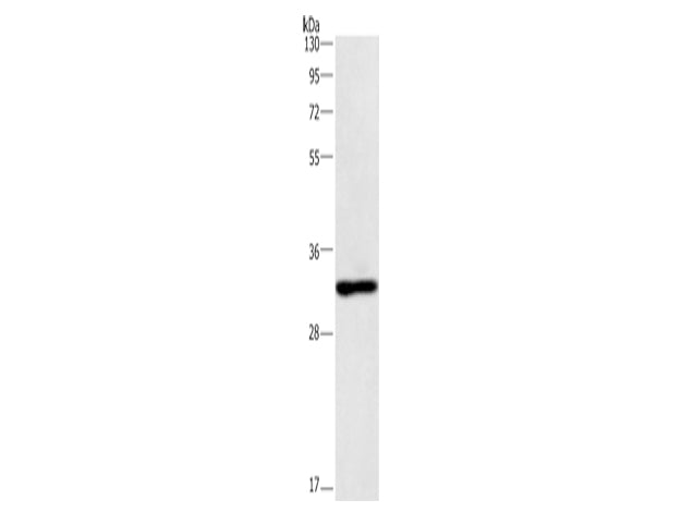 NAPSA Polyclonal Antibody Store at -20°C - MSE Supplies LLC
