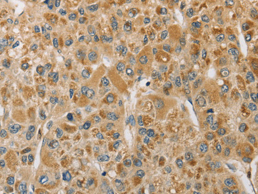 MIP Polyclonal Antibody Store at -20°C - MSE Supplies LLC