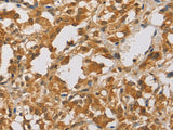 ARHGEF5 Polyclonal Antibody Store at -20°C - MSE Supplies LLC