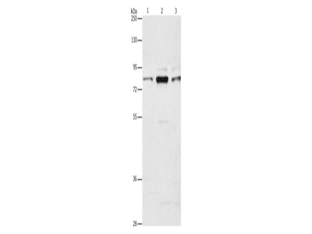 ARHGEF7 Polyclonal Antibody Store at -20°C - MSE Supplies LLC