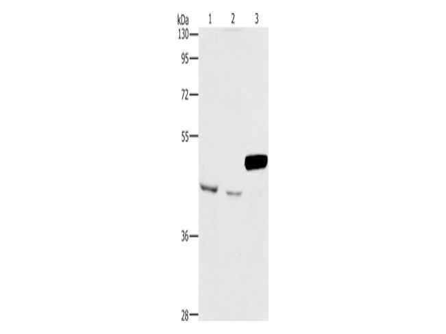 ARMCX3 Polyclonal Antibody Store at -20°C - MSE Supplies LLC