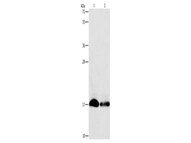 IFITM3 Polyclonal Antibody Store at -20°C - MSE Supplies LLC