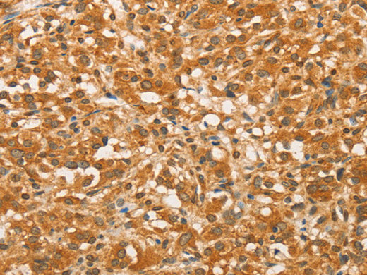 BCL2L14 Polyclonal Antibody Store at -20°C - MSE Supplies LLC