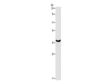 HSP40 Polyclonal Antibody Store at -20°C - MSE Supplies LLC