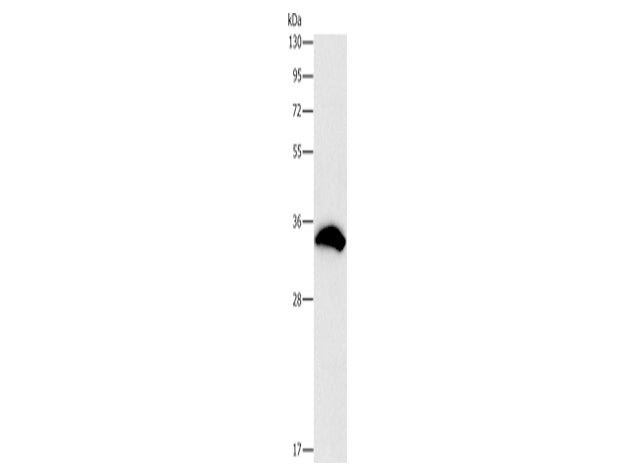 CDCA8 Polyclonal Antibody Store at -20°C - MSE Supplies LLC