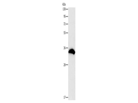CDCA8 Polyclonal Antibody Store at -20°C - MSE Supplies LLC