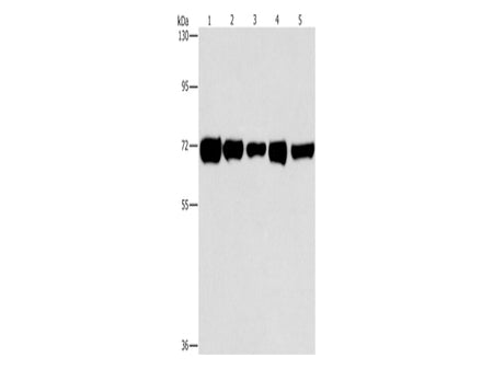 RPN1 Polyclonal Antibody Store at -20°C - MSE Supplies LLC