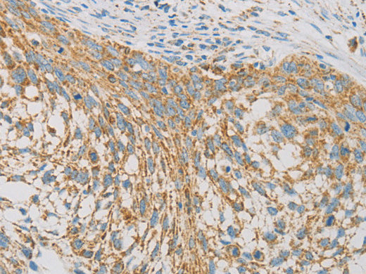 REN Polyclonal Antibody Store at -20°C - MSE Supplies LLC