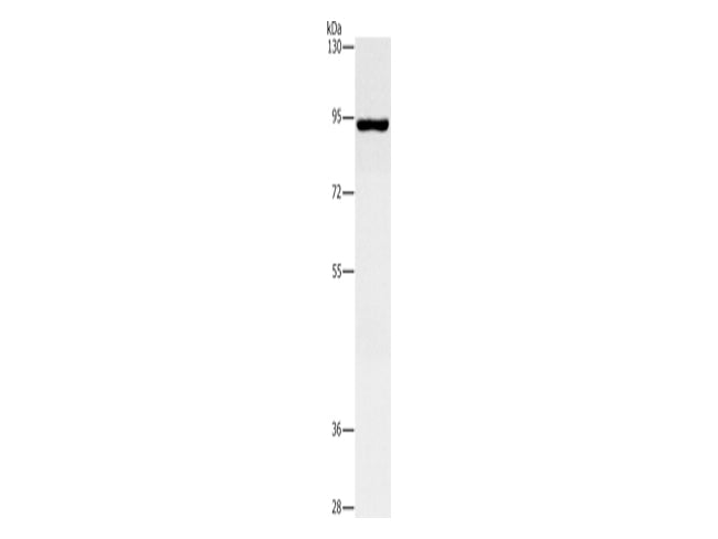 MAP4K2 Polyclonal Antibody Store at -20°C - MSE Supplies LLC