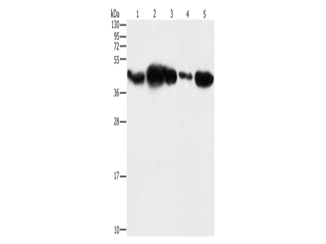 PGK2 Polyclonal Antibody Store at -20°C - MSE Supplies LLC