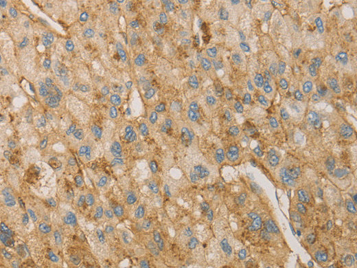 VTN Polyclonal Antibody Store at -20°C - MSE Supplies LLC