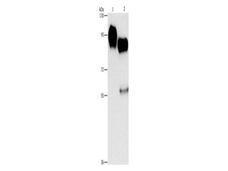 CD54 Polyclonal Antibody Store at -20°C - MSE Supplies LLC