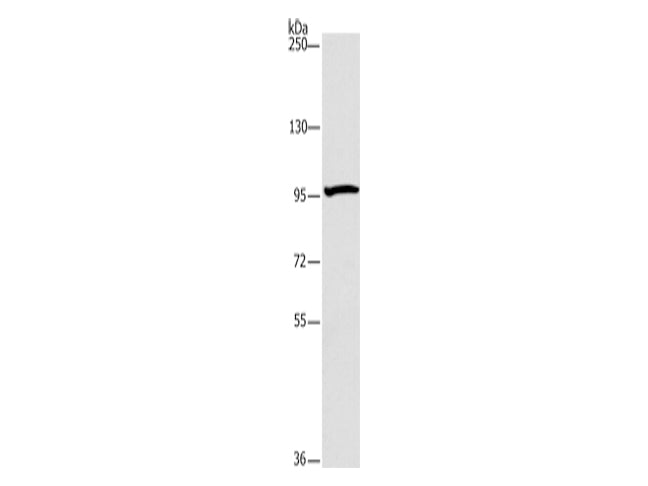 ATG9A Polyclonal Antibody Store at -20°C - MSE Supplies LLC