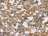 CD73 Polyclonal Antibody Store at -20°C - MSE Supplies LLC