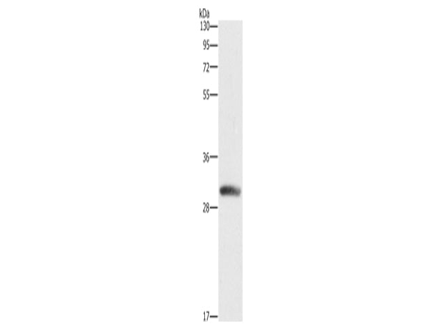 DCK Polyclonal Antibody Store at -20°C - MSE Supplies LLC