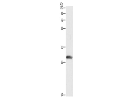 DCK Polyclonal Antibody Store at -20°C - MSE Supplies LLC
