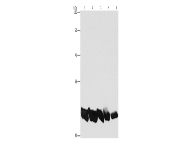 PGK1 Polyclonal Antibody Store at -20°C - MSE Supplies LLC