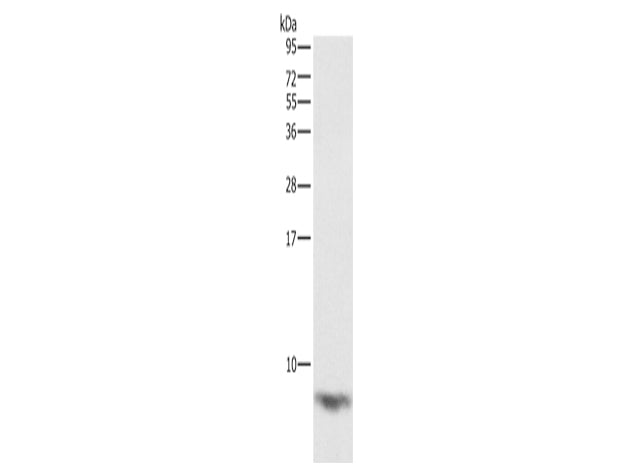 FXYD1 Polyclonal Antibody Store at -20°C - MSE Supplies LLC