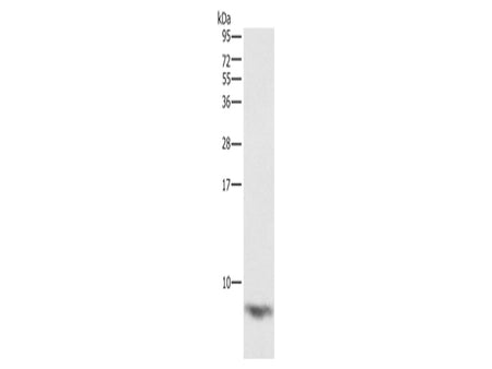 FXYD1 Polyclonal Antibody Store at -20°C - MSE Supplies LLC