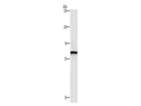 TRIP4 Polyclonal Antibody Store at -20°C - MSE Supplies LLC