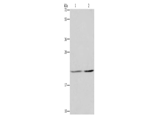 ASF1A Polyclonal Antibody Store at -20°C - MSE Supplies LLC