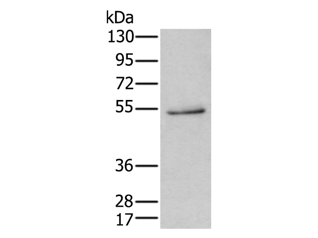 HTR3C Polyclonal Antibody Store at -20°C - MSE Supplies LLC