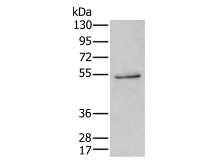 HTR3C Polyclonal Antibody Store at -20°C - MSE Supplies LLC
