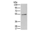 HTR3C Polyclonal Antibody Store at -20°C - MSE Supplies LLC