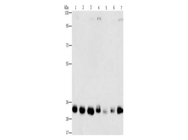MPG Polyclonal Antibody Store at -20°C - MSE Supplies LLC