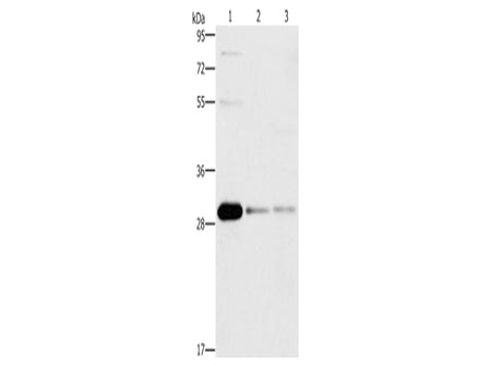 BCL10 Polyclonal Antibody Store at -20°C - MSE Supplies LLC