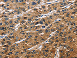 EIF4EBP2 Polyclonal Antibody Store at -20°C - MSE Supplies LLC