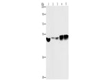 ENO1 Polyclonal Antibody Store at -20°C - MSE Supplies LLC