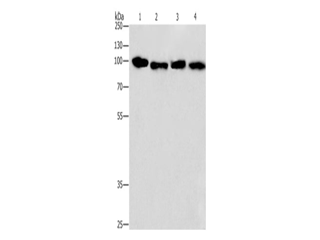 CANX Polyclonal Antibody Store at -20°C - MSE Supplies LLC