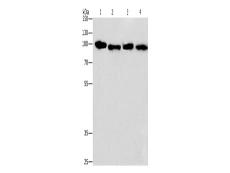 CANX Polyclonal Antibody Store at -20°C - MSE Supplies LLC