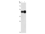 BSG Polyclonal Antibody Store at -20°C - MSE Supplies LLC