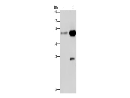 CD160 Polyclonal Antibody Store at -20°C - MSE Supplies LLC
