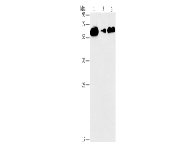CD27 Polyclonal Antibody Store at -20°C - MSE Supplies LLC