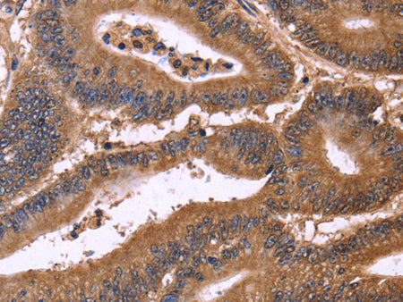 CDC37L1 Polyclonal Antibody Store at -20°C - MSE Supplies LLC