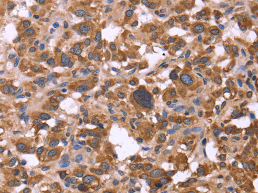 FBXW7 Polyclonal Antibody Store at -20°C - MSE Supplies LLC