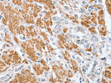 CENPC Polyclonal Antibody Store at -20°C - MSE Supplies LLC
