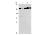 CEP97 Polyclonal Antibody Store at -20°C - MSE Supplies LLC