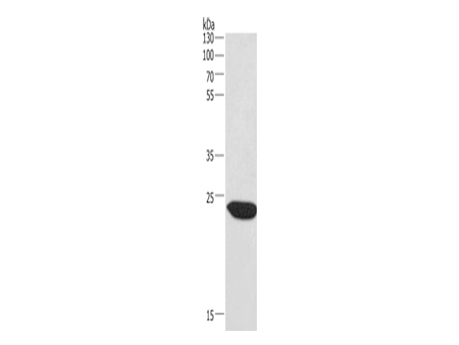 CHMP1A Polyclonal Antibody Store at -20°C - MSE Supplies LLC