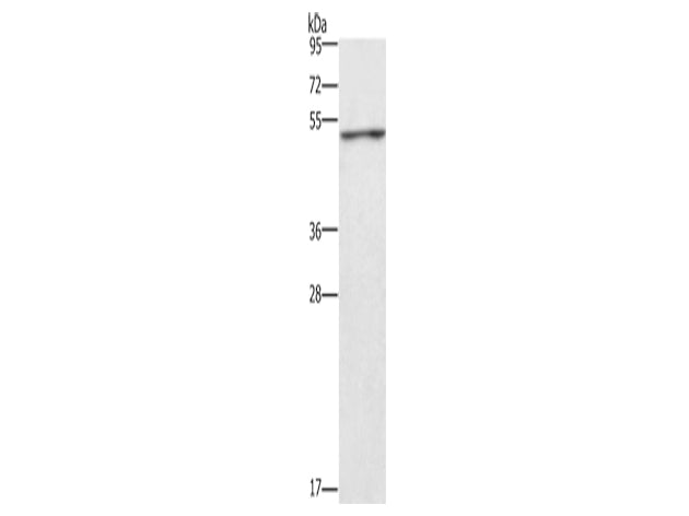 CKMT2 Polyclonal Antibody Store at -20°C - MSE Supplies LLC