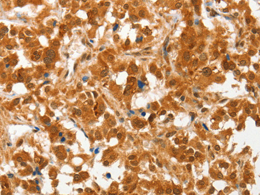 COL4A3BP Polyclonal Antibody Store at -20°C - MSE Supplies LLC