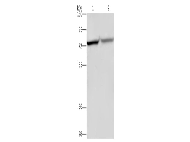 c-Rel Polyclonal Antibody Store at -20°C - MSE Supplies LLC