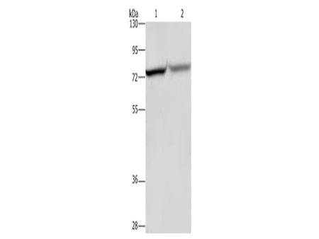 c-Rel Polyclonal Antibody Store at -20°C - MSE Supplies LLC