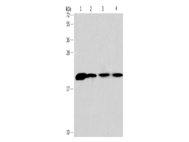 PPIB Polyclonal Antibody Store at -20°C - MSE Supplies LLC